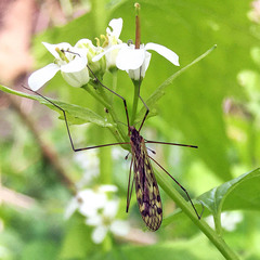 Tipula scripta