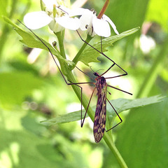 Tipula scripta