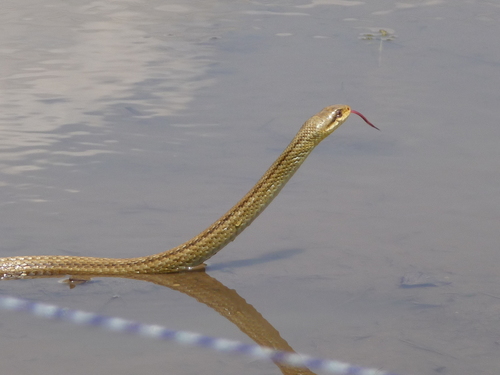 Japanese Four-lined Ratsnake, Elaphe quadrivirgata