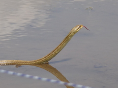 Elaphe quadrivirgata