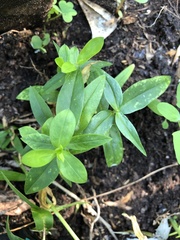 Angiospermae