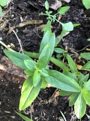 Angiospermae