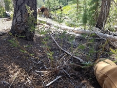 Lupinus angustiflorus