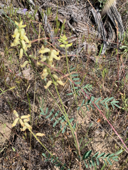Astragalus collinus