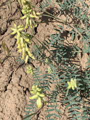 Astragalus collinus
