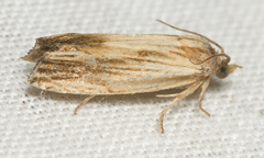 Eucosma radiatana