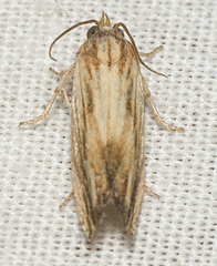 Eucosma radiatana