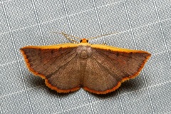 Picromorpha pyrrhopa