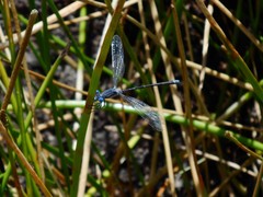 Lestes stultus