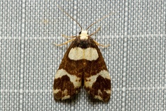 Thallarcha phalarota