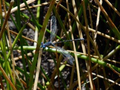 Lestes stultus