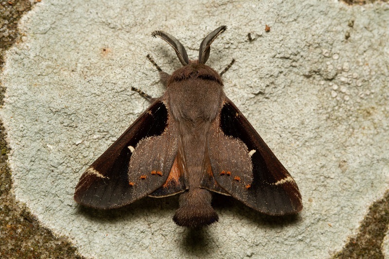 Pinara cana