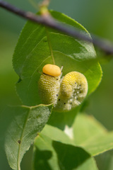 Cimbicinae