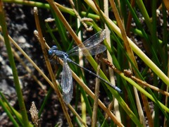 Lestes stultus