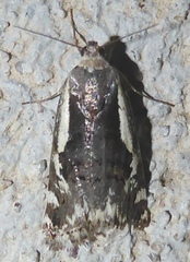 Tarache augustipennis