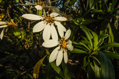 Brachyglottis kirkii