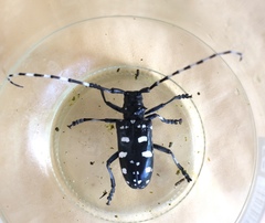 Anoplophora macularia