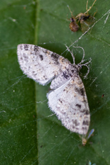 Lobophora nivigerata