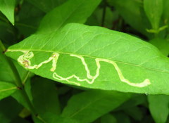 Liriomyza phloxiphaga