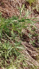 Delphinium carolinianum virescens