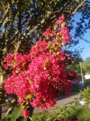 Lagerstroemia indica
