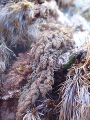 Callithamnion pikeanum