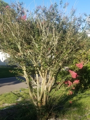Lagerstroemia indica