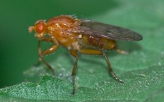 Dryomyza anilis