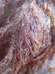 Microcladia borealis