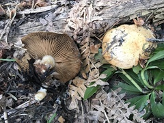 Pholiota olivaceophylla