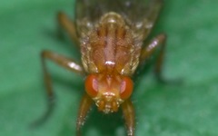 Dryomyza anilis