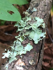 Cetrelia cetrarioides