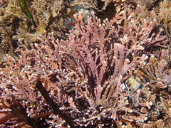 Calliarthron tuberculosum