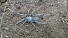 Hemirrhagus chilango