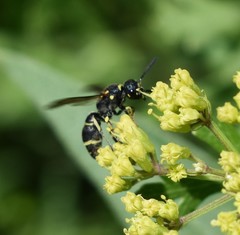 Parancistrocerus pensylvanicus