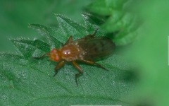 Dryomyza anilis