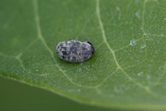 Rhyssomatus lineaticollis