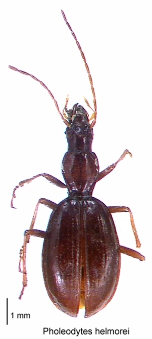 Pholeodytes helmorei