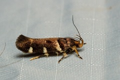 Macrobathra ceraunobola