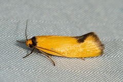 Microbela