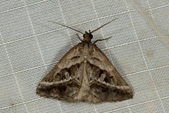 Dichromodes stilbiata