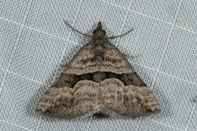 Dichromodes triparata