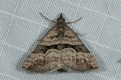 Dichromodes triparata