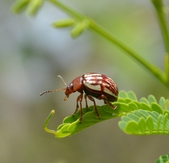 Leptinotarsa typographica