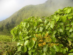 Sciodaphyllum attenuatum