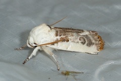 Cryptophasa albacosta