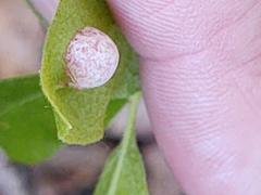 Exobasidium vaccinii