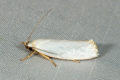 Xylorycta argentella