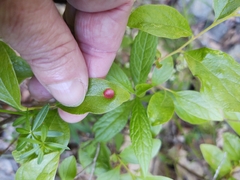Exobasidium vaccinii