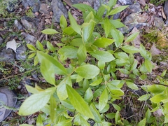 Exobasidium vaccinii